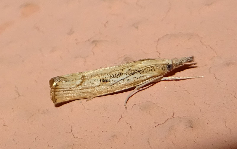 probabile: Agriphila geniculea - Crambidae